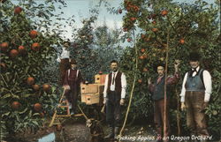 Picking Apples in an Oregon Orchard Picking Apples in an Oregon Orchard