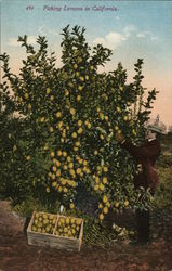 Picking Lemons in California Picking Lemons in California