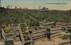 A Field of Pineapples Postcard