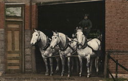 Horses of Fire Department Springfield, MA Postcard Postcard Postcard