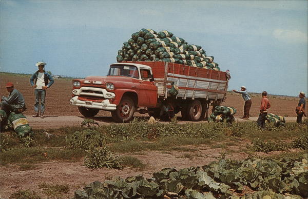 Cabbage Harvesting Texas