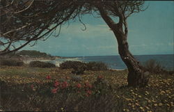 A Picturesque Coast Line View Postcard