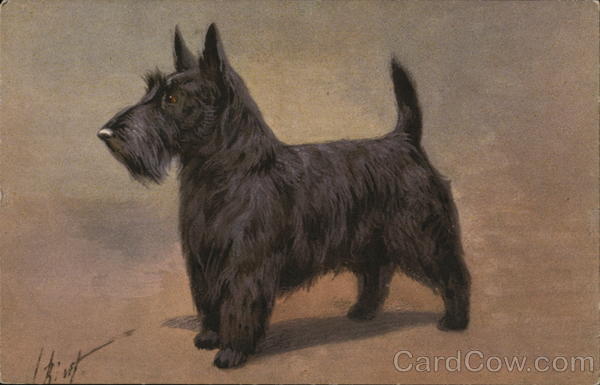 Scotch Terrier - Terrier ecossais Dogs