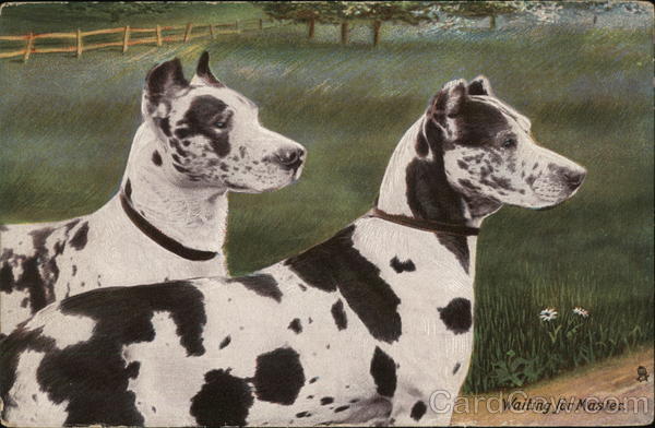 Waiting for Master. - Two dogs in a field.