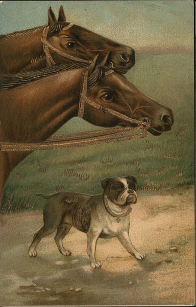 Two horses and an American bulldog