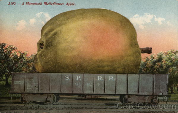 A Mammoth Belleflower Apple Exaggeration