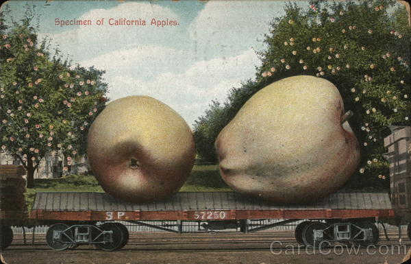 Specimen of California Apples Exaggeration
