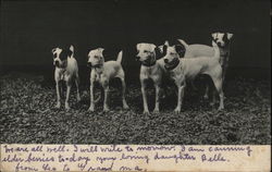 Dogs Postcard Postcard