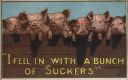 I Fell in with a Bunch of Suckers" with Pigs Postcard