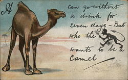 Camel in Desert Postcard