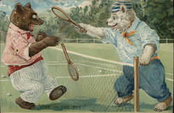 Two Bears Playing Tennis Postcard Postcard