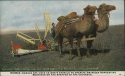 Camels Pulling Harvesting Machine Postcard