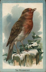 The Redbreast Birds Postcard Postcard