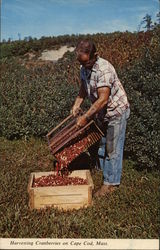 Harvesting Cranberries on Cape Cod Postcard