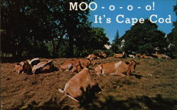 MOO-o-o-o! It's Cape Cod Postcard