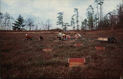 Harvesting Cranberries Postcard