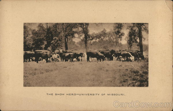 The Show Herd - University of Missouri Columbia Cows & Cattle