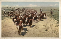 A Cattle Drive Cows & Cattle Postcard Postcard Postcard