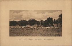 A University Flock - University of Missouri Columbia, MO Postcard Postcard Postcard