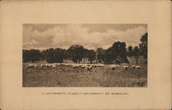 A University Flock - University of Missouri Postcard