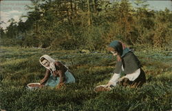 Picking Cranberries Postcard