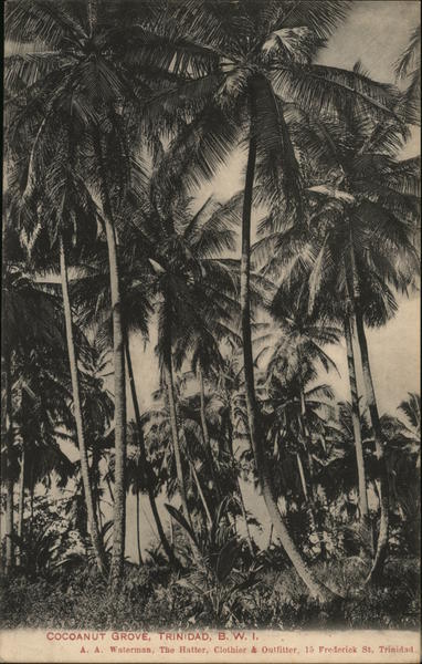 Cocoanut Grove Trinidad Caribbean Islands
