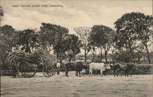 Oxen carting sugar cane Barbados Caribbean Islands