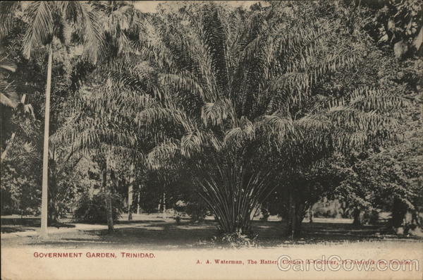 Government Garden Trinidad Caribbean Islands