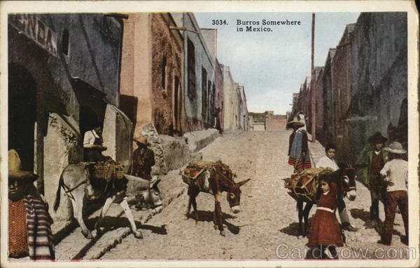 Burros somewhere in Mexico