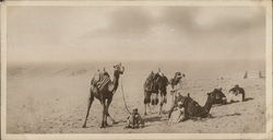 Natives traversing the desert Postcard