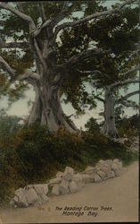 The Reading cotton tree Montego Bay Postcard