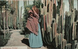 A cactus hedge Mexico Cactus & Desert Plants Postcard Postcard