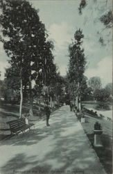 Avenue of the Public Gardens Postcard