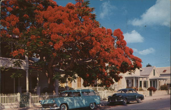 Flowering Royal Poinciana Tree Key West Florida