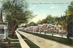 White Magnolias In Bloom, Oxford St. Rochester, NY Postcard Postcard