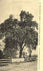Elm Tree Far Residence Of R. J. Herbst Postcard