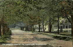 The Grove In Front Of The Homestead DeBruce, NY Postcard Postcard