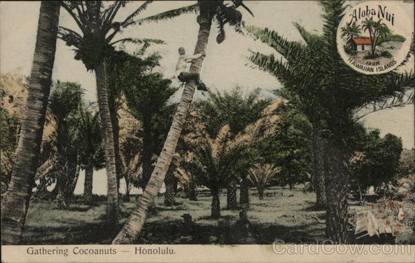 Gathering Cocoanuts - Aloha Nui Honolulu Hawaii