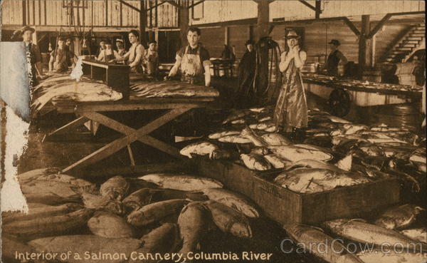 Interior of Salmon Cannery, Columbia River Farming