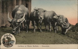 Caribou or Water Buffalo - Aloha Nui Honolulu, HI Postcard Postcard Postcard