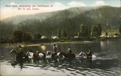 Pack Train Swimming the Swiftwater of the St. Joe Postcard