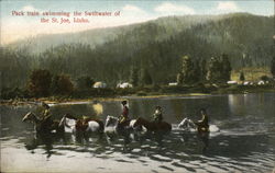 Pack Train Swimming the Swiftwater of the St. Joe Idaho Postcard Postcard Postcard