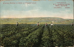 Growing Potatoes on Irrigated Land Caldwell, ID Postcard Postcard Postcard