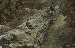Petrified Tree Postcard