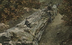 Petrified Tree Calistoga, CA Postcard Postcard Postcard