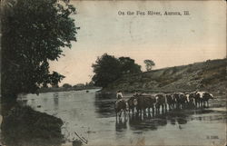 On the Fox River Postcard