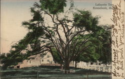 Lafayette Tree Postcard