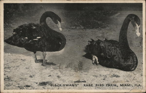 Black Swans Rare Bird Farm Miami Florida