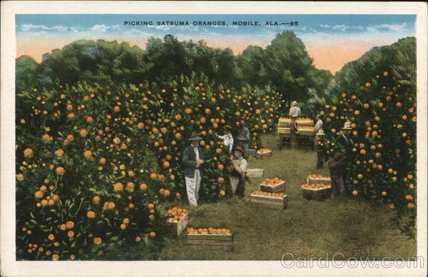 Picking Satsuma Oranged Mobile Alabama