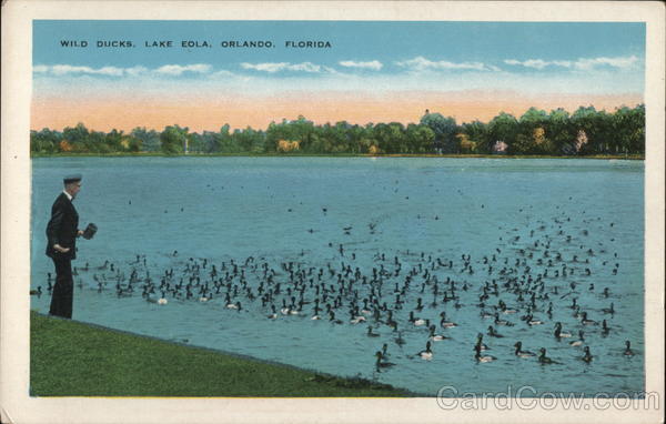 Wild Ducks, Lake Eola Orlando Florida